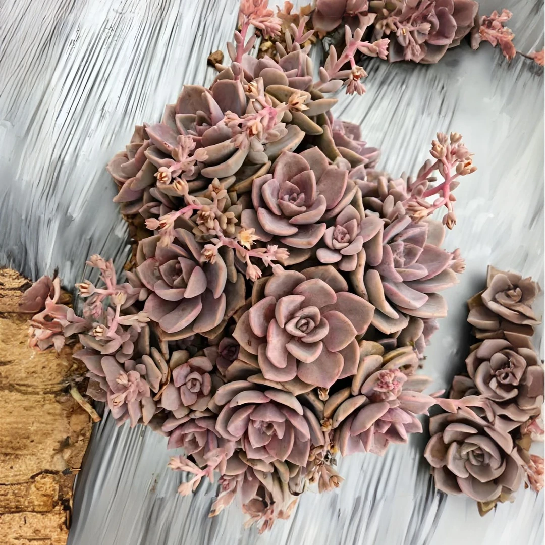 地栽彩虹糖 好看好养 多肉植物  云南发货