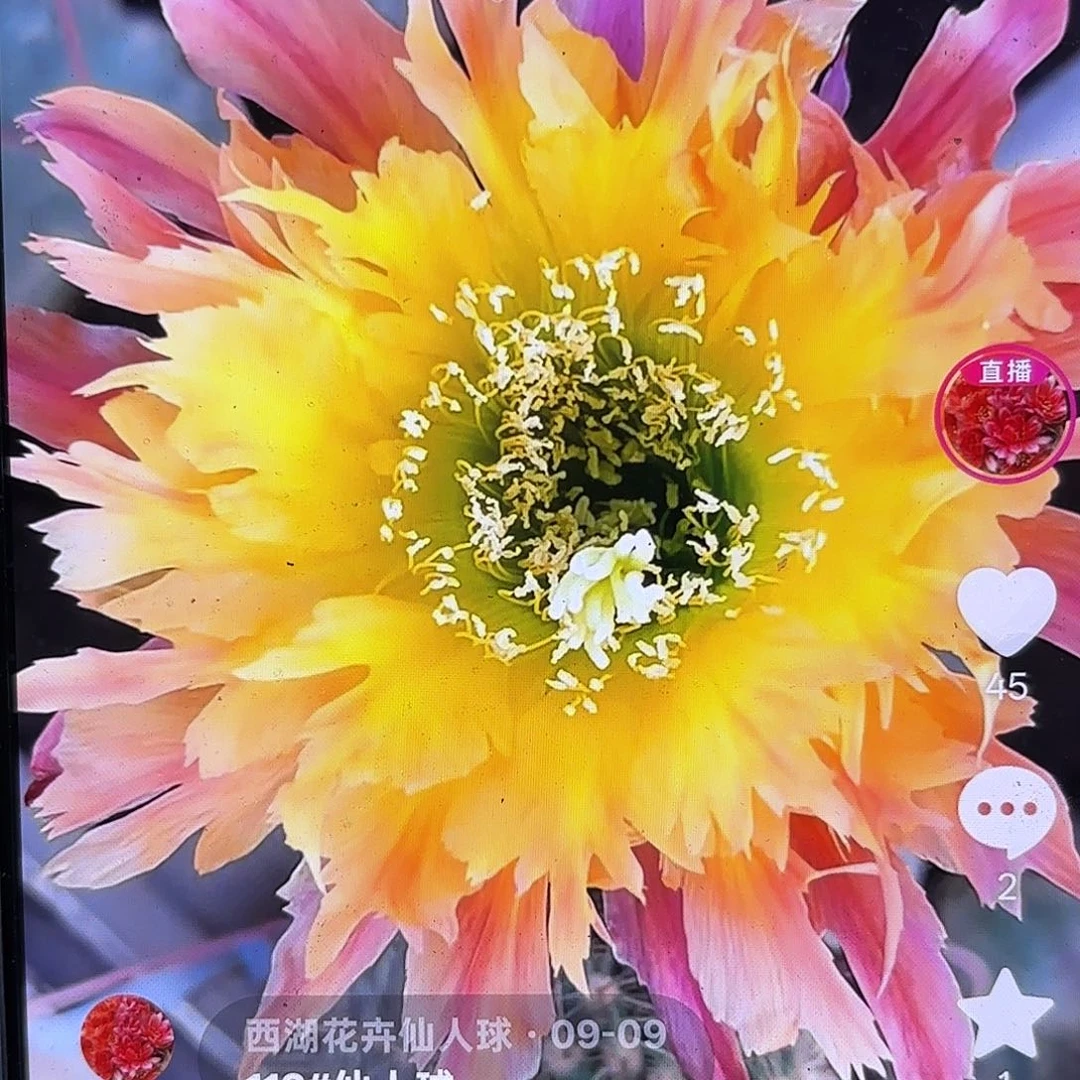 112毛侧牙20包邮仙人球22