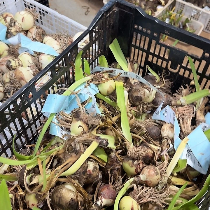 闪亮直径3.5公分以上自然球