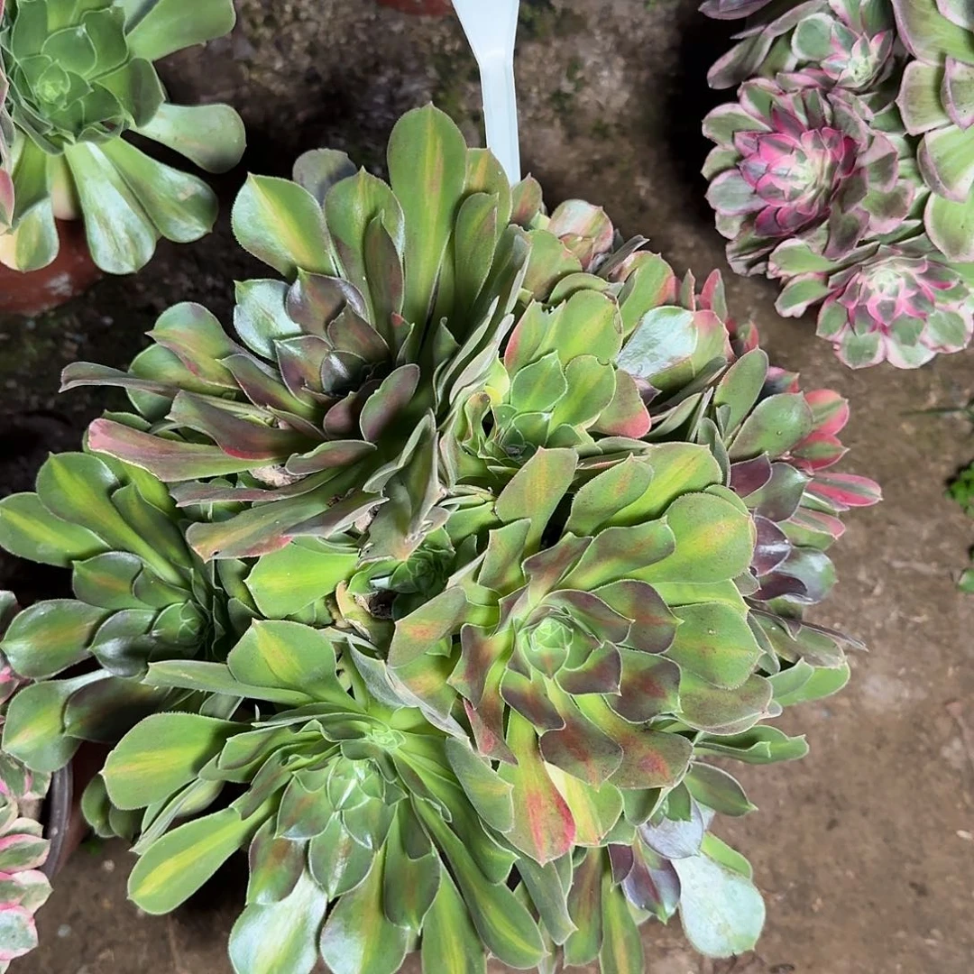 4145流星雨多肉法师