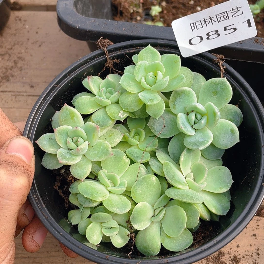 多肉植物多肉植物851