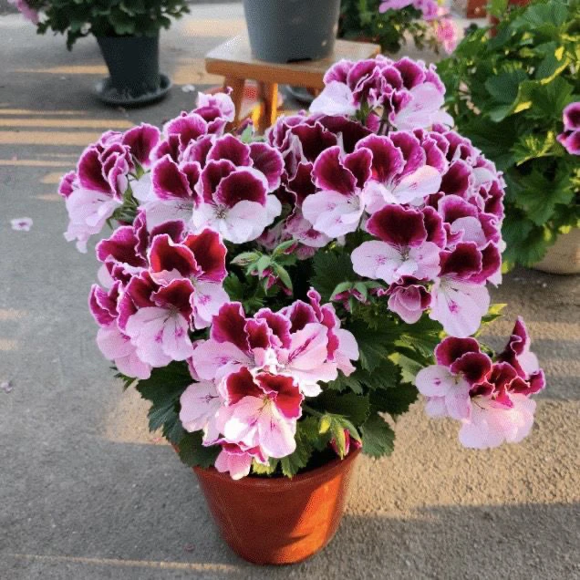 紫枫 大花蝴蝶梅
