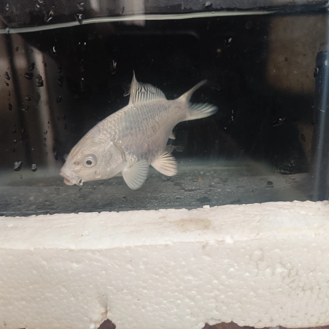 白普爆须树根须蝴蝶鲤，一鱼一拍，12-15公分