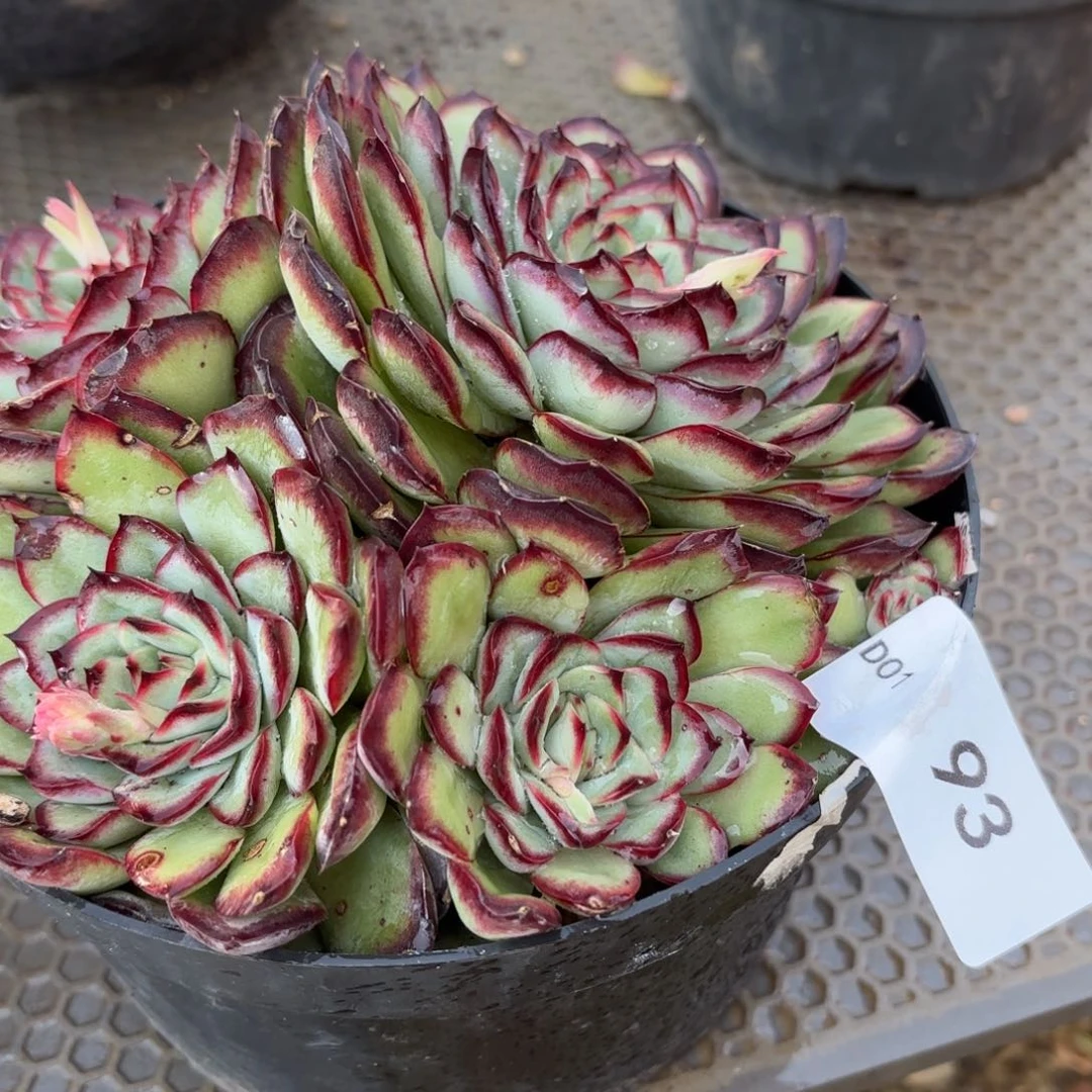 梅同温层多肉93肉酱玫瑰