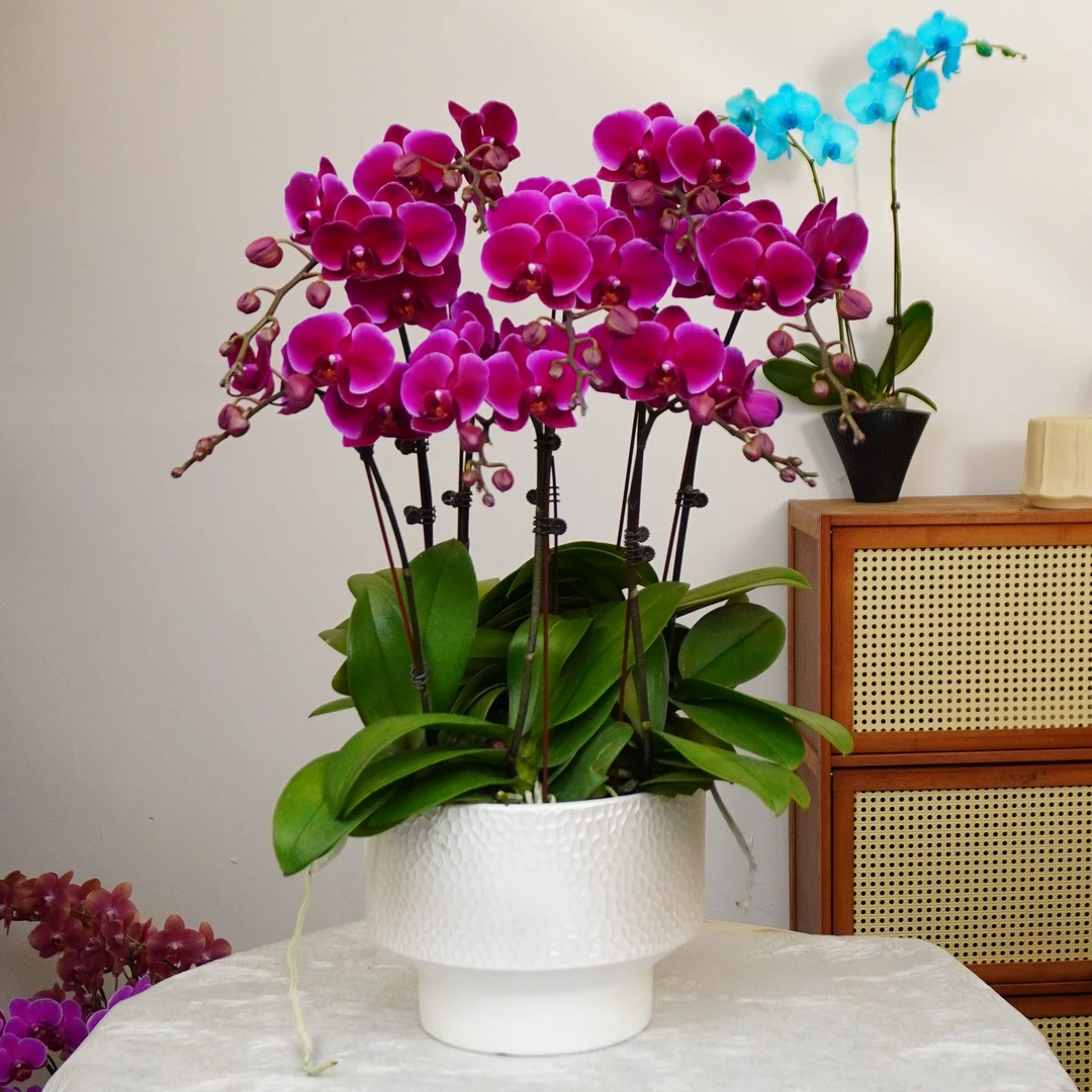 【香山】蝴蝶兰 四季好养 精美花卉