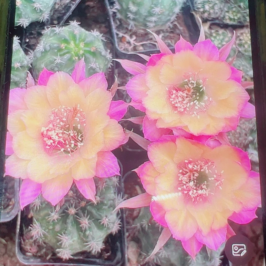 丽花 极光 侧芽 满20包邮