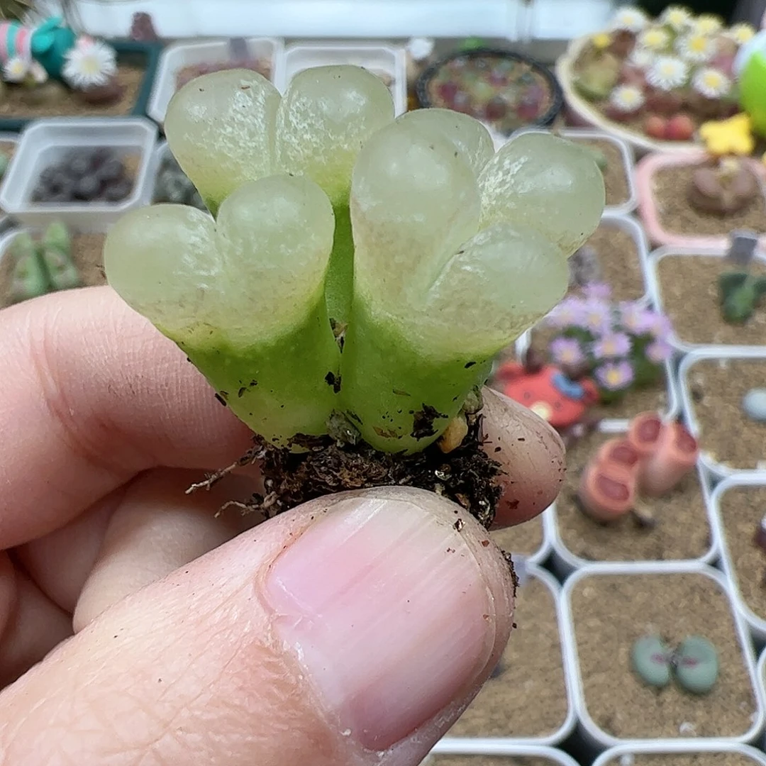 【闪购商品】378 风铃