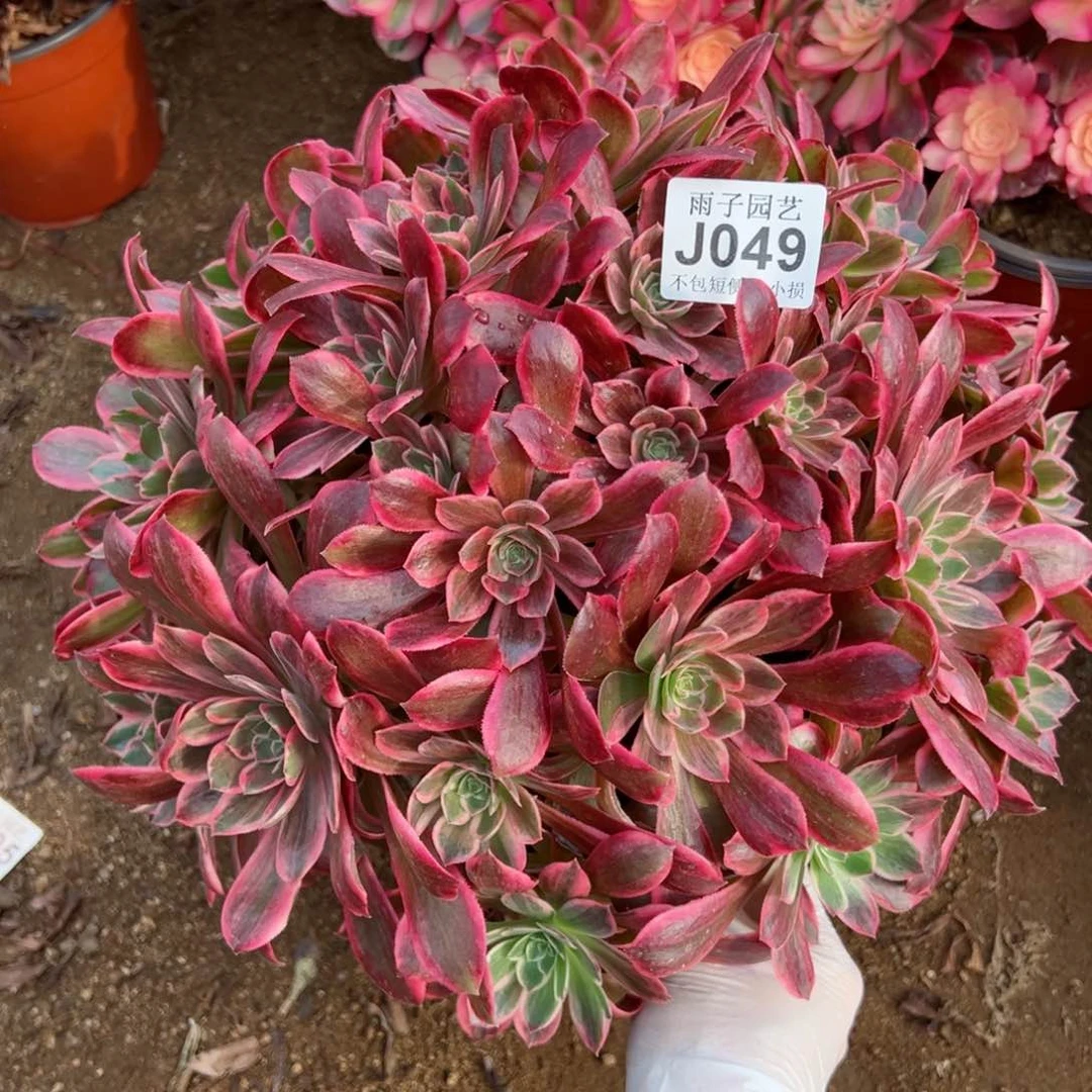 049 浣纱尺寸 40左右