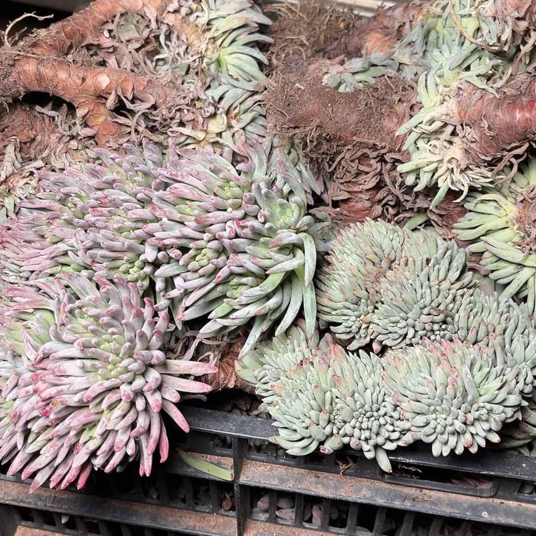 绿菊仙女杯多肉一颗