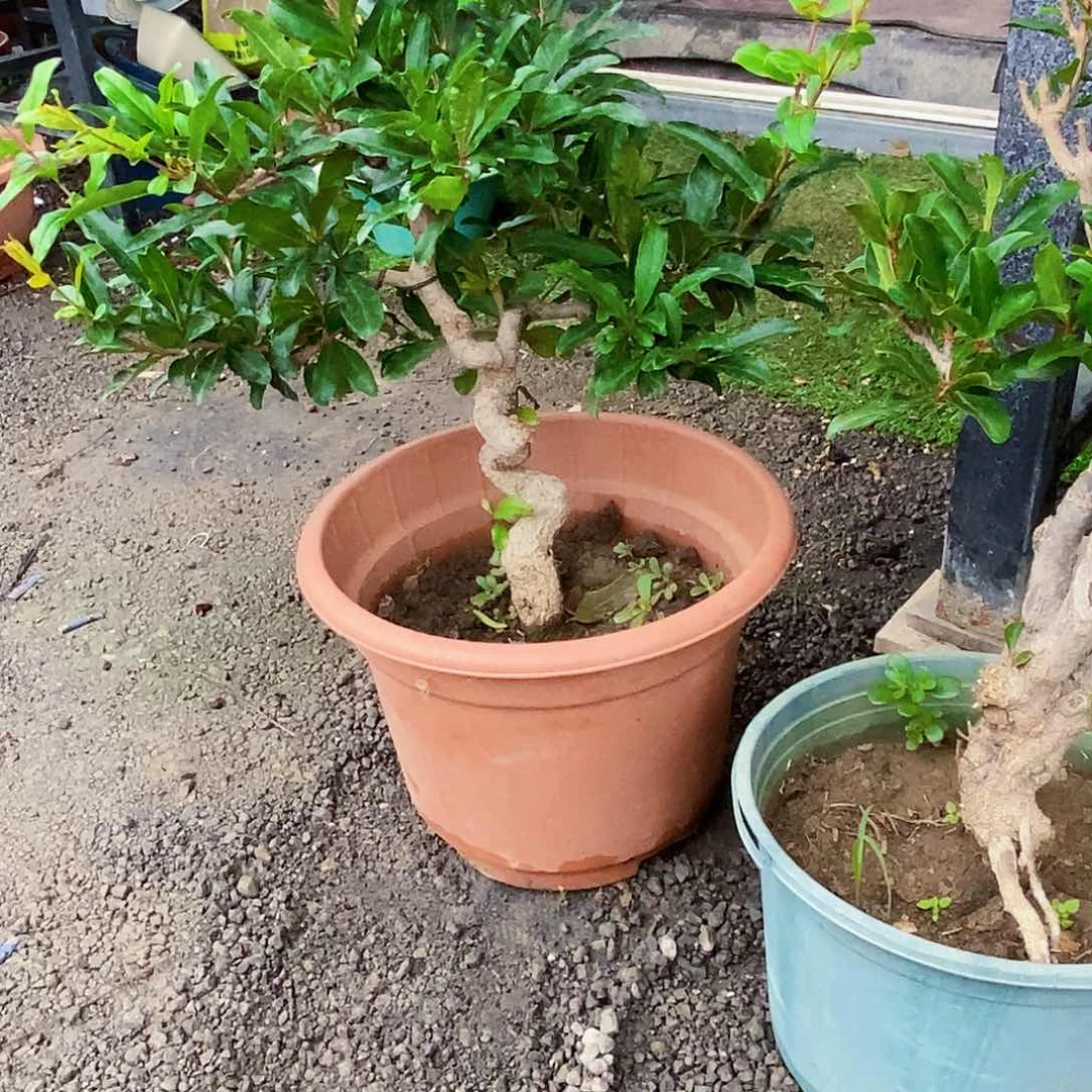 完全开放还**v开花