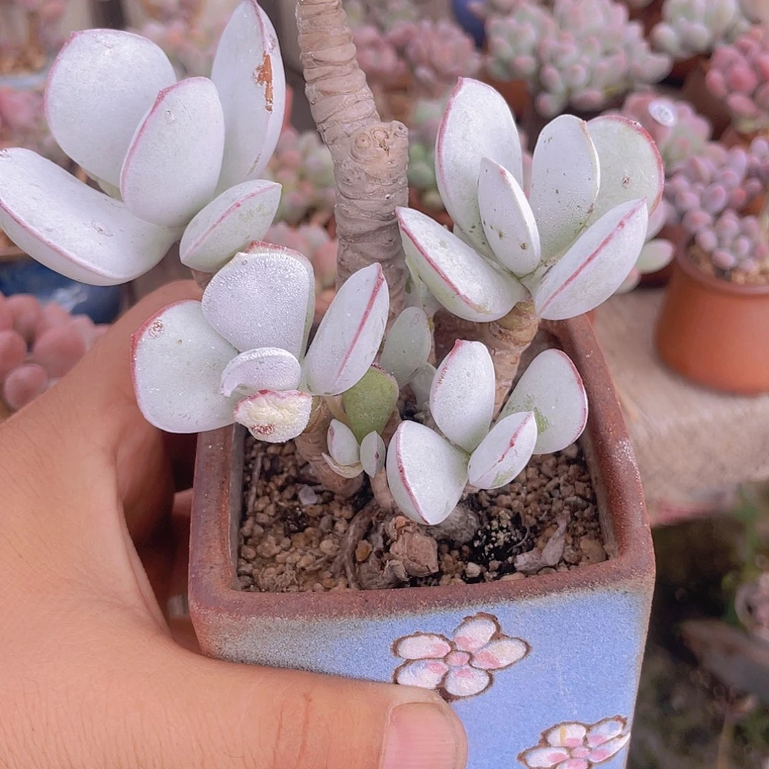 子***陌多肉植物多肉植物