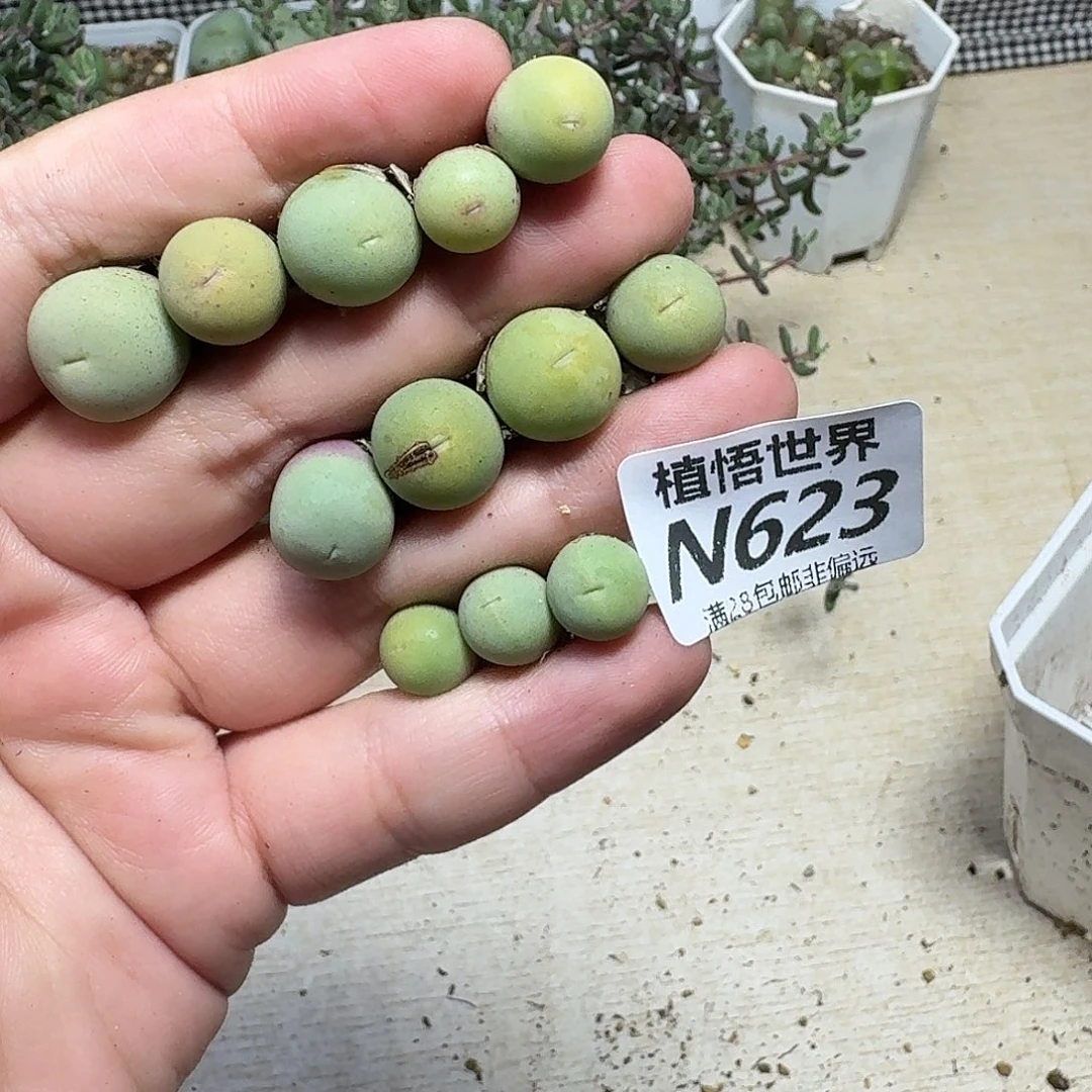 和***红多肉植物多肉植物ghh