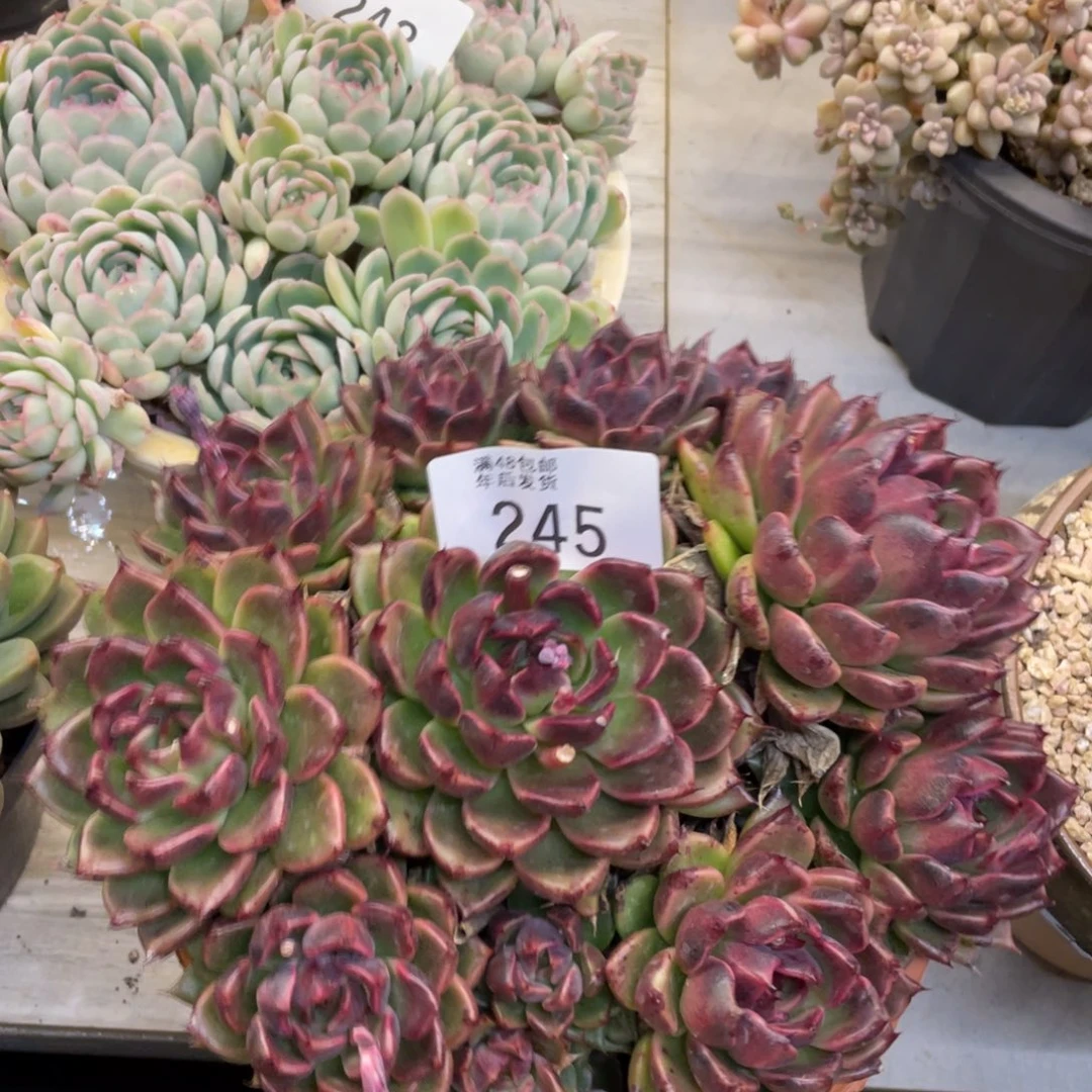 黑大帅多肉245水晶