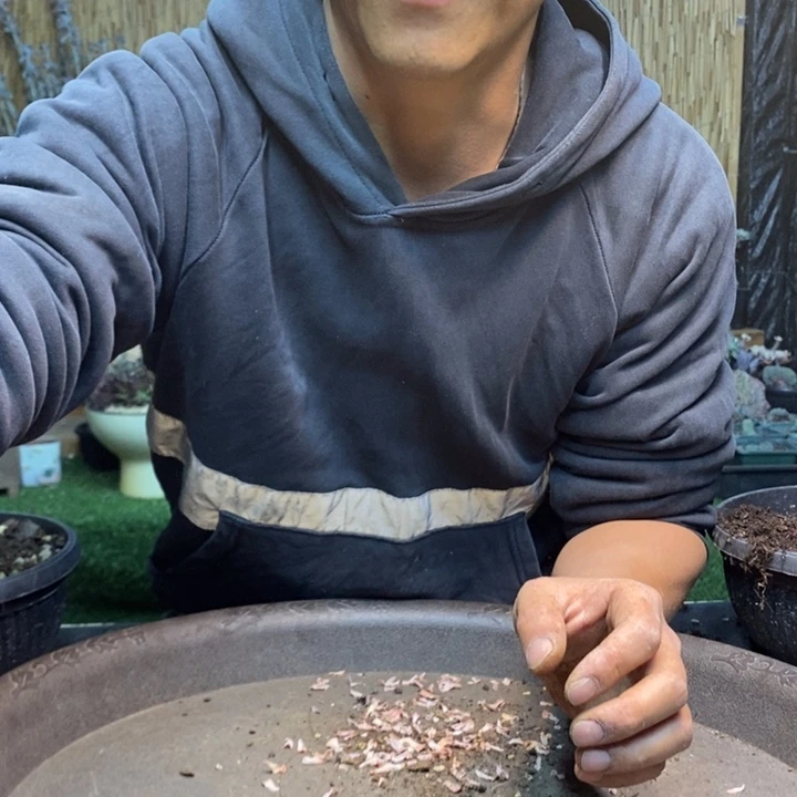 ****а478号白胖子多肉植物
