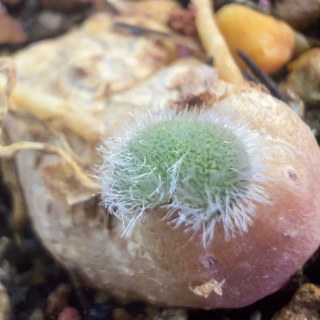 毛爱心  植物植物