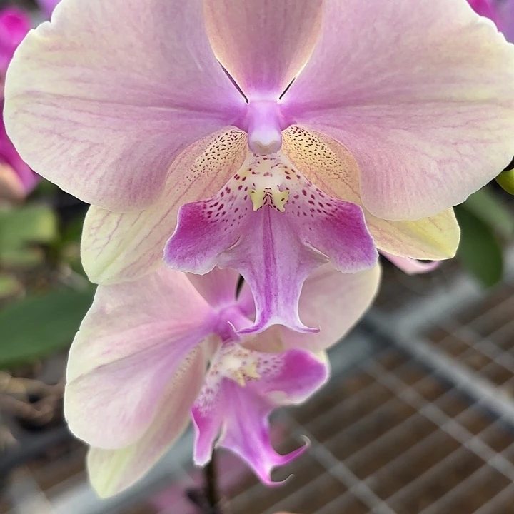 M***o完全开放0571蝴蝶兰一物一拍