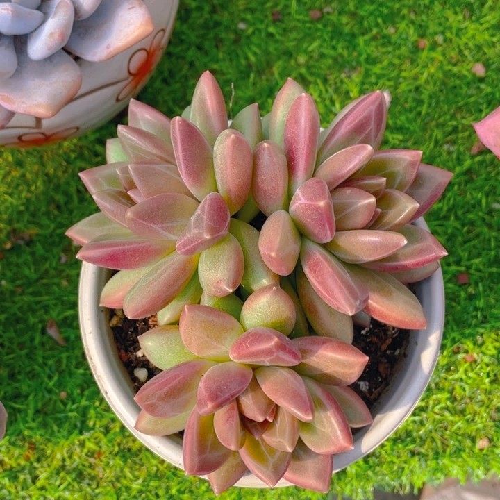 谢谢你的支持000000038