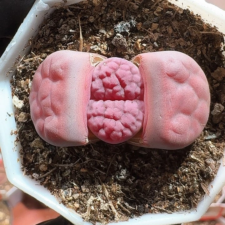 是****?生石花11111111。   517