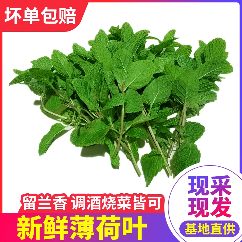 新鲜薄荷叶食用装饰烘焙调酒泡水凉茶点缀材料蔬菜