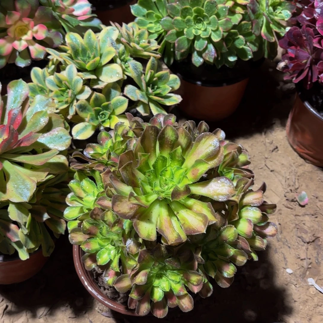 韶华法师9.9多肉植物