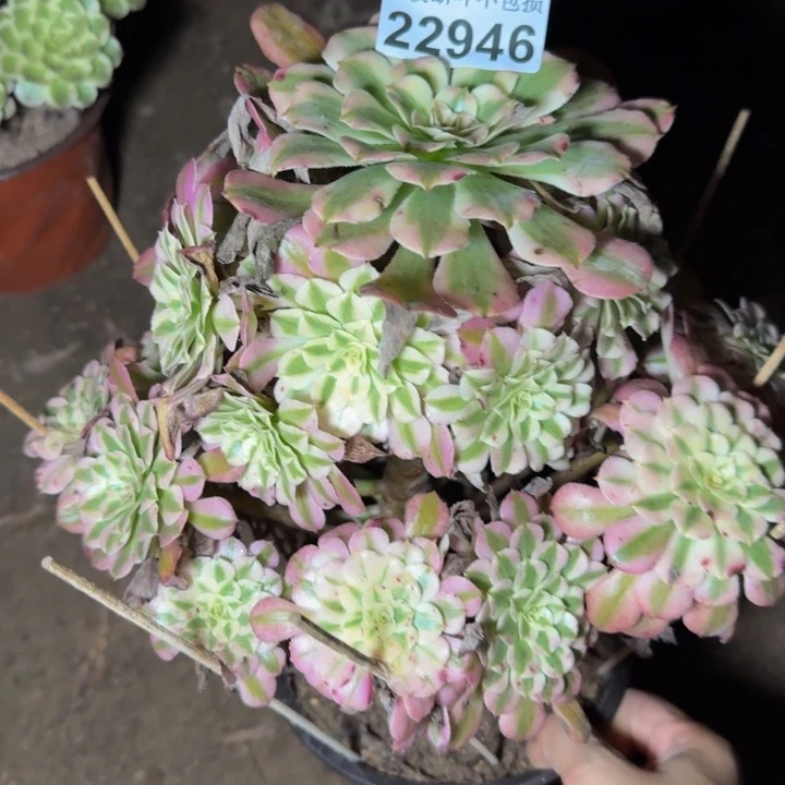 22946同白多肉植物
