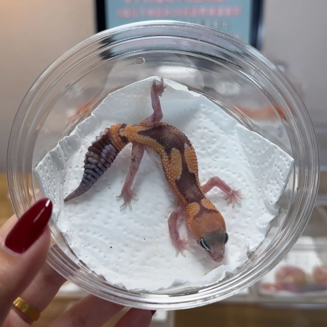 肥尾守宫祖鲁隐奥利奥妹妹