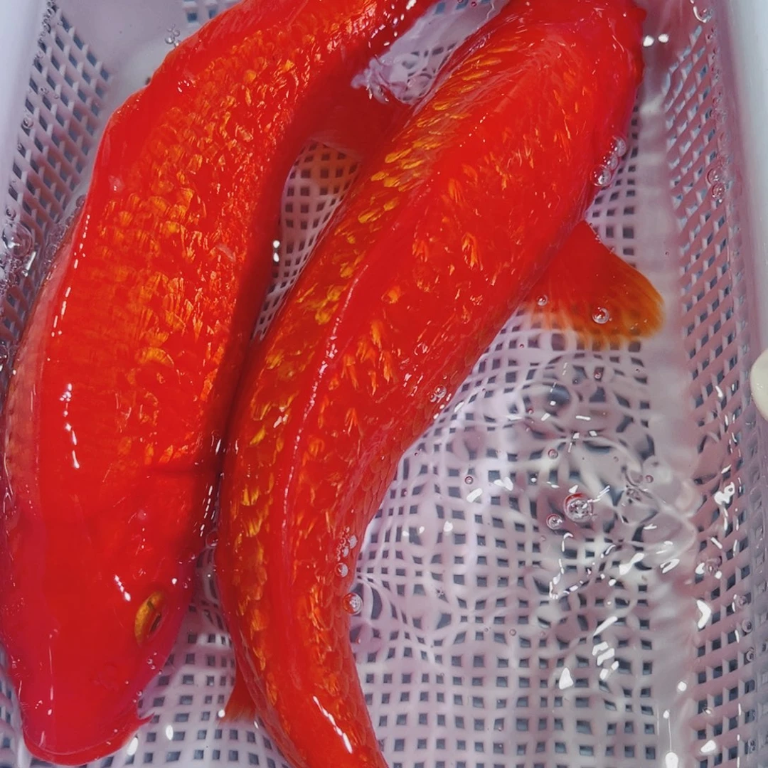 锦鲤锦鲤冷水观赏鱼