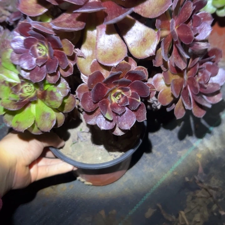 法师链接一物一拍81