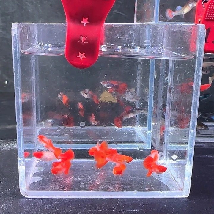 孔雀鱼225号，10条