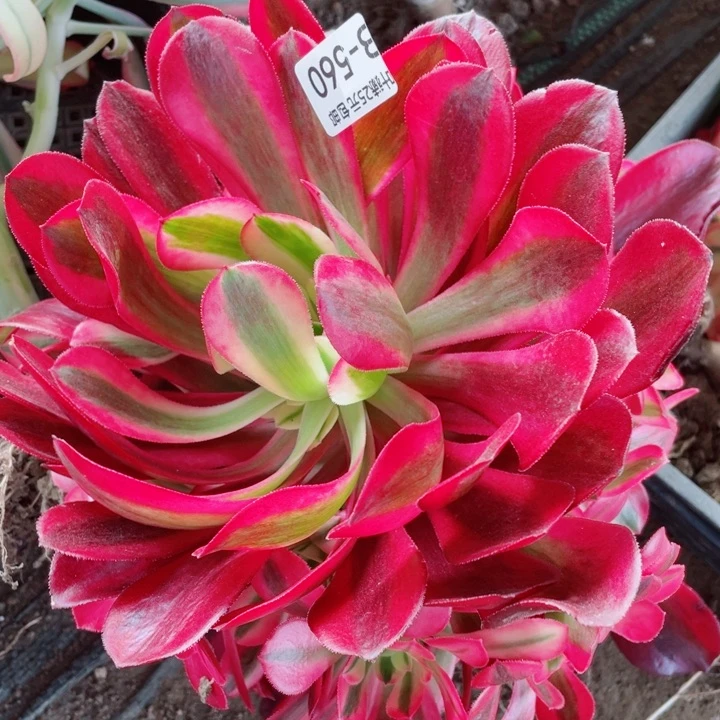 560美杜莎多肉12345678