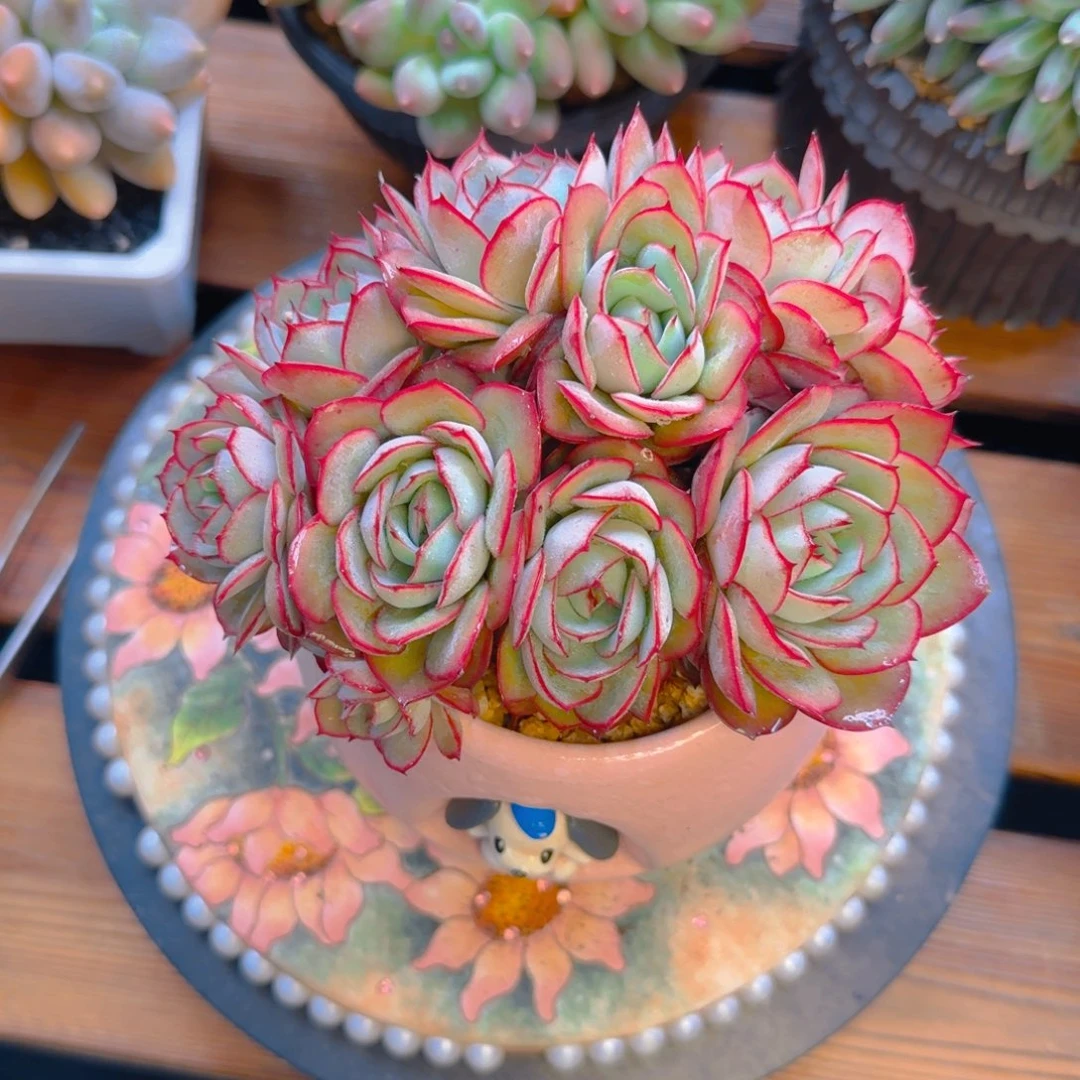 牡丹亭多肉111111111111