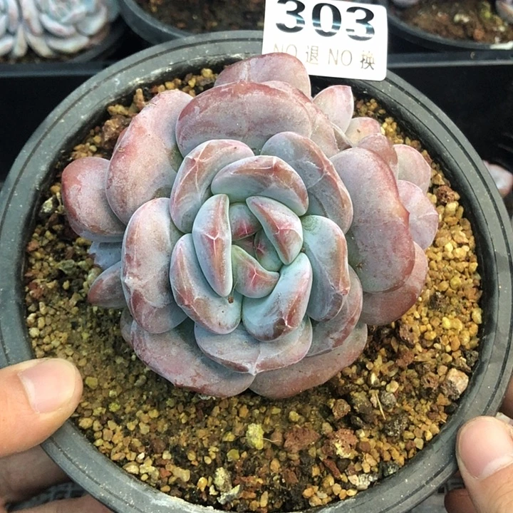 星影石榴籽福利出咯 303