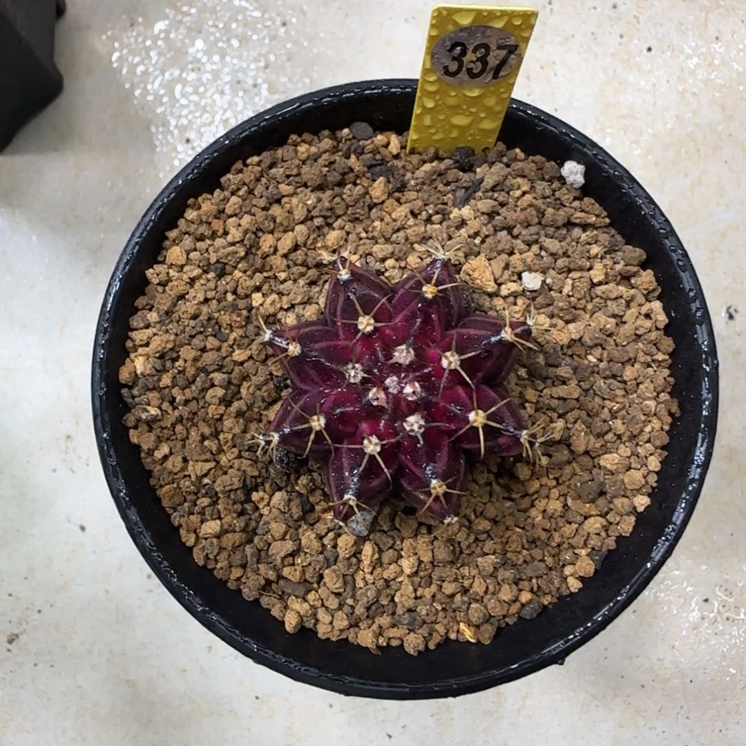 337号红酒带盆土发货