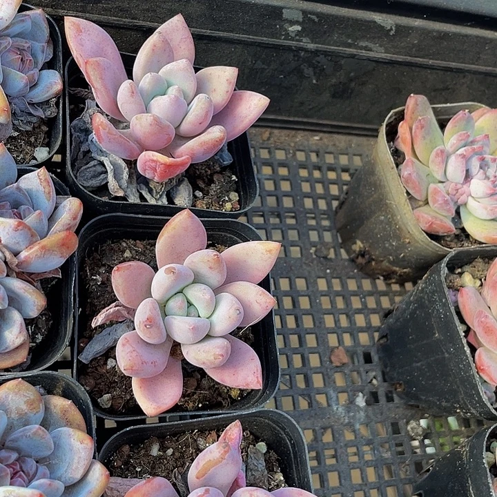 奥普2.8带盆土发货