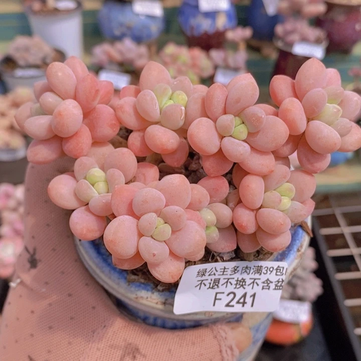 鱼子酱老桩10cm241多肉植物