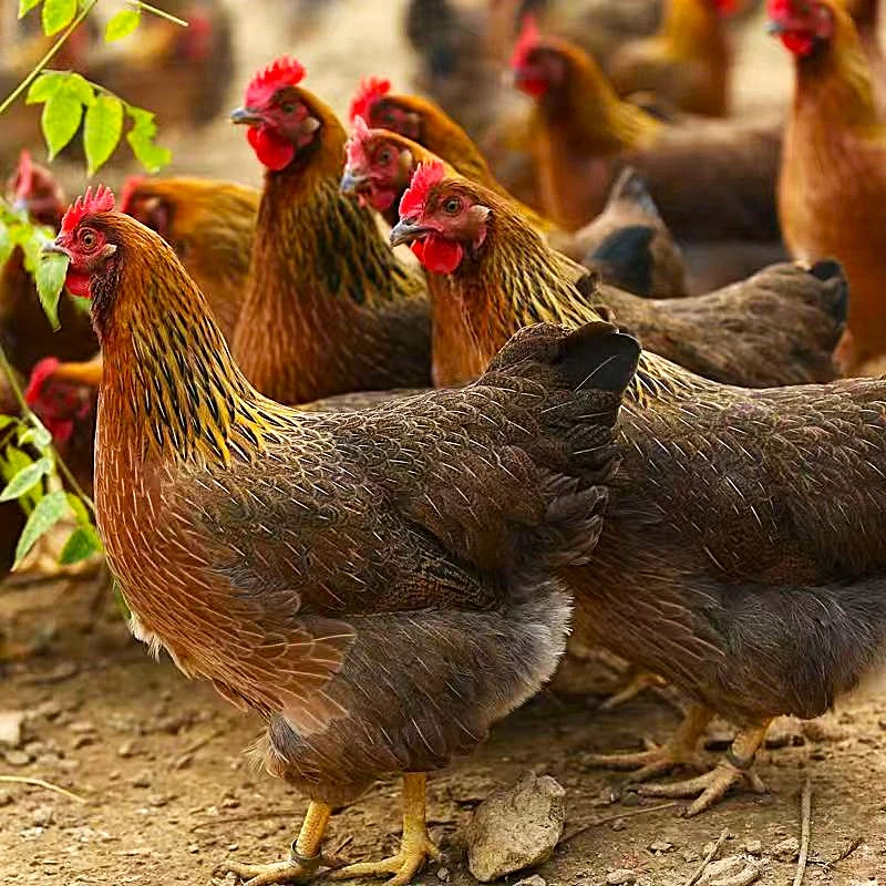 【活鸡2只】现场抓鸡清远走地鸡 广东清远发货顺丰/京东包邮