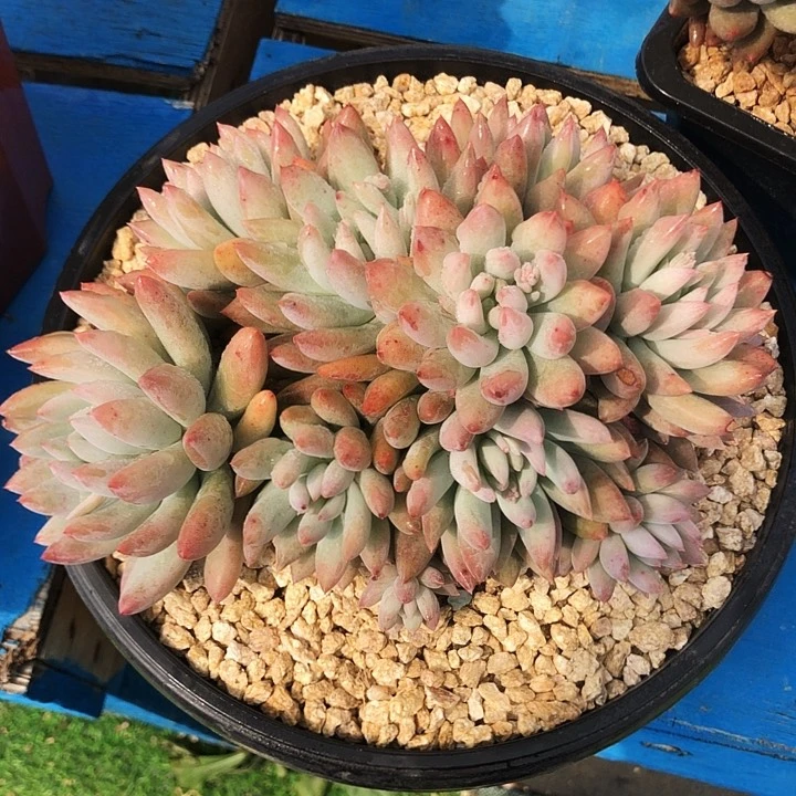 所罗门大群多肉植物