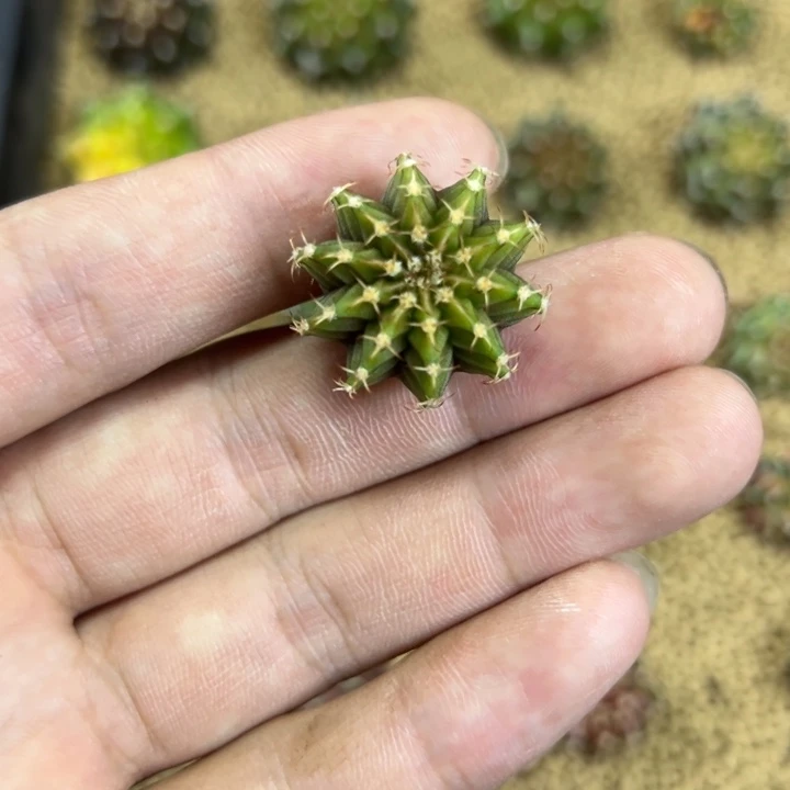 就***点绿体纯肋骨脱土发货