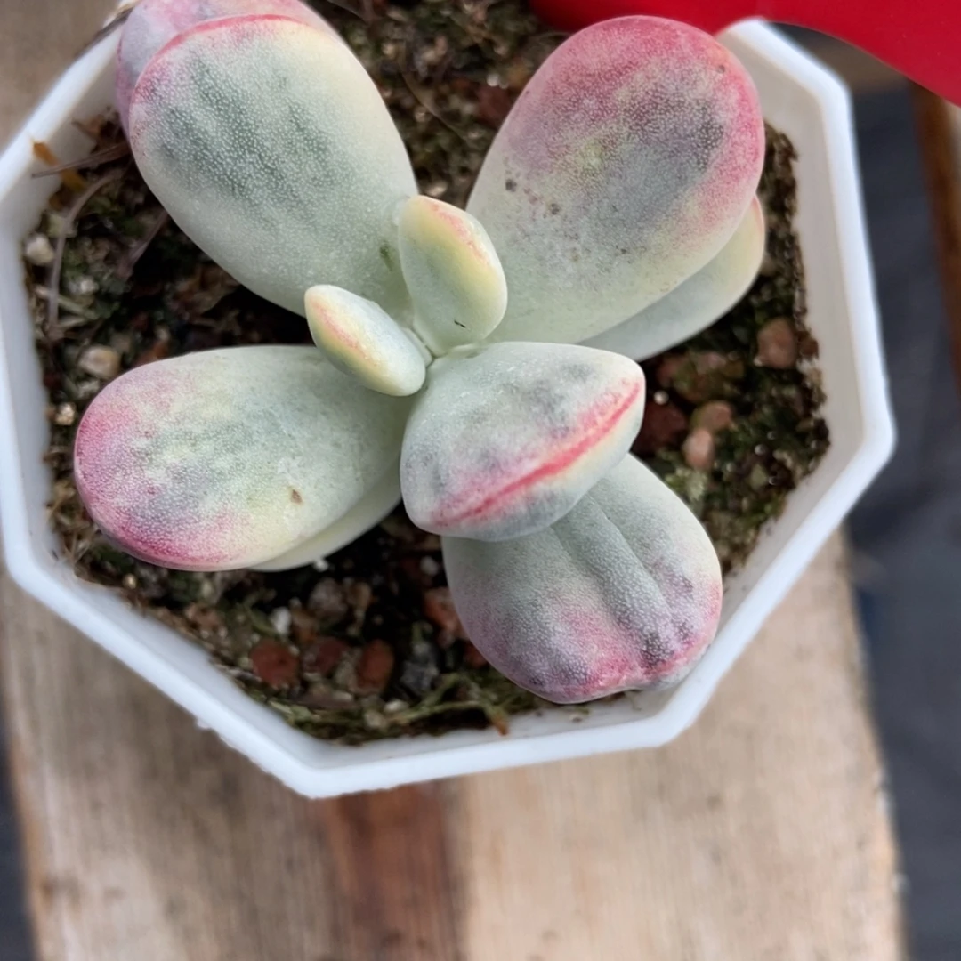 968福娘锦多肉植物