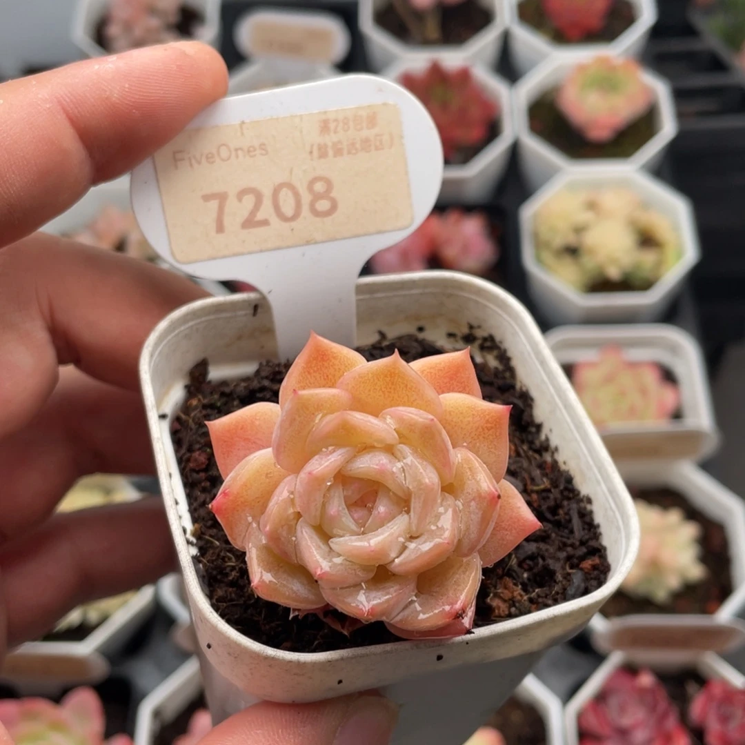 纯爱7208-4.5厘米