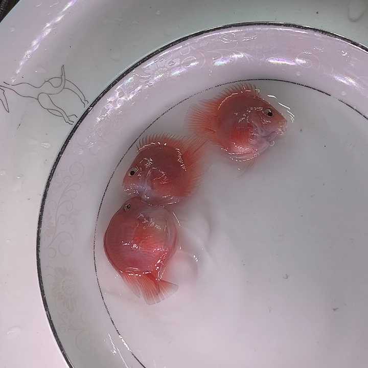 鹦鹉鱼迷你鹦鹉鱼