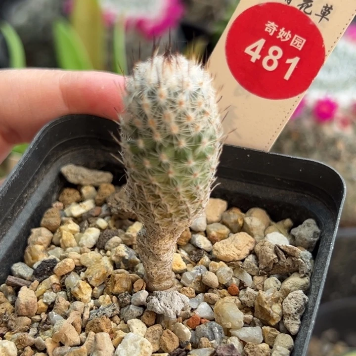 实生赤花美针玉1.7cm一棵仙人球