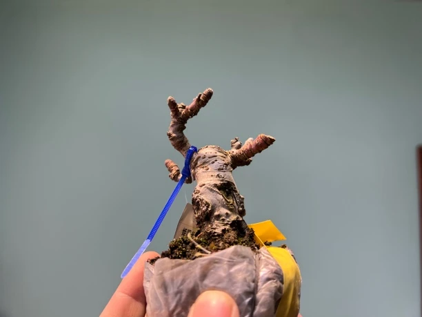 日本进口姬苹果姬国光