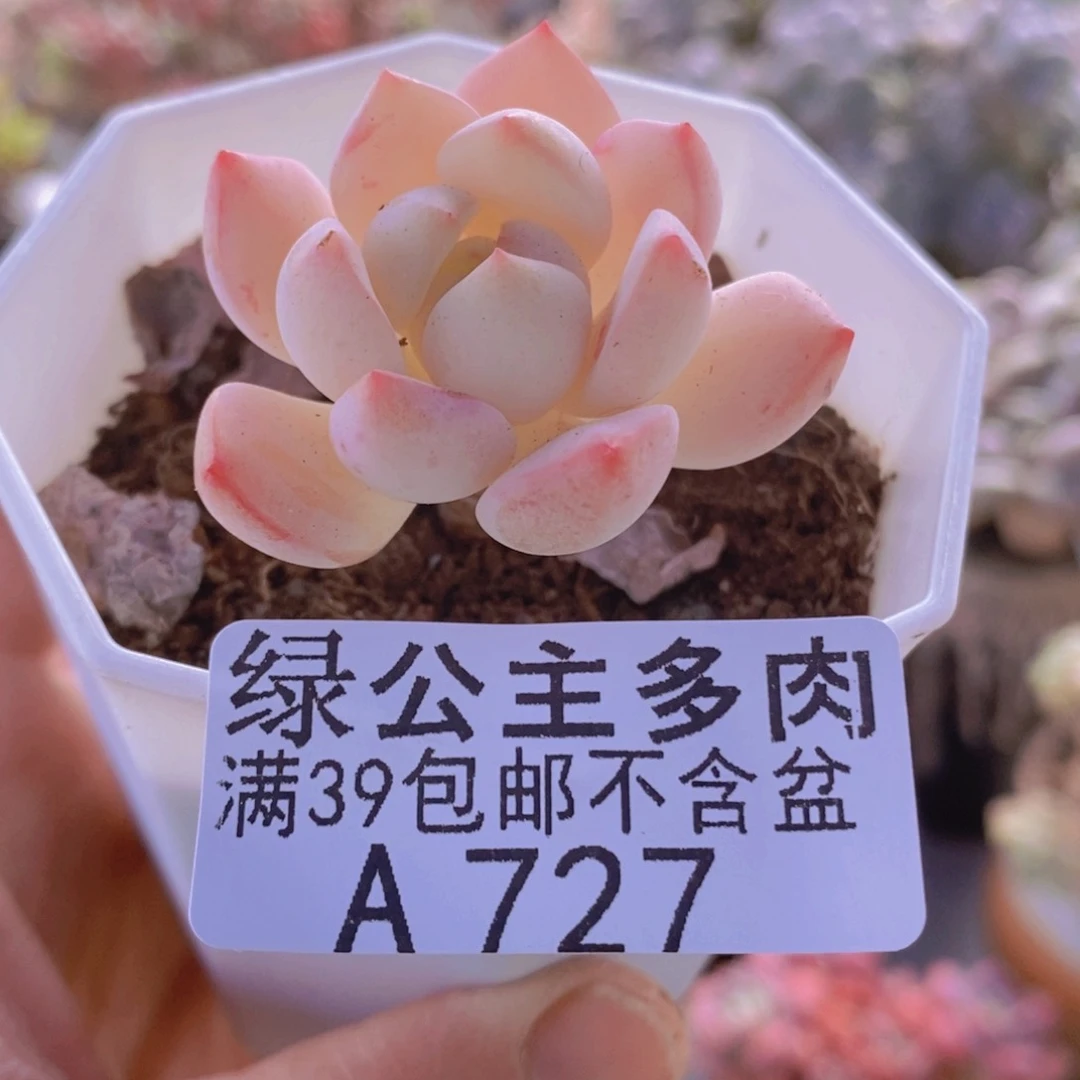 香草单头727多肉植物