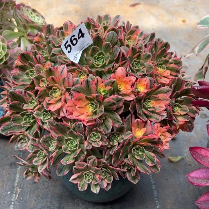 564甜茶20厘米左右