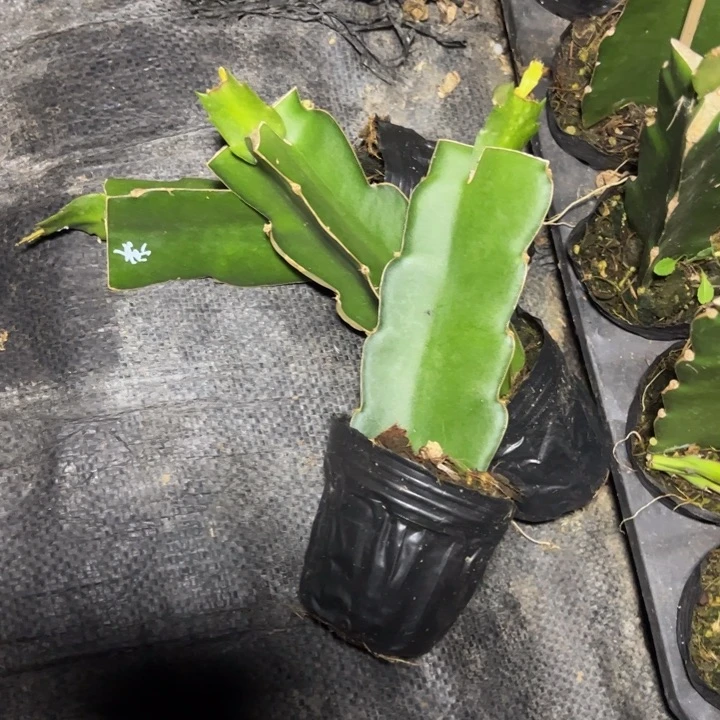 红色索菲亚嫁接单片小苗一颗12.8