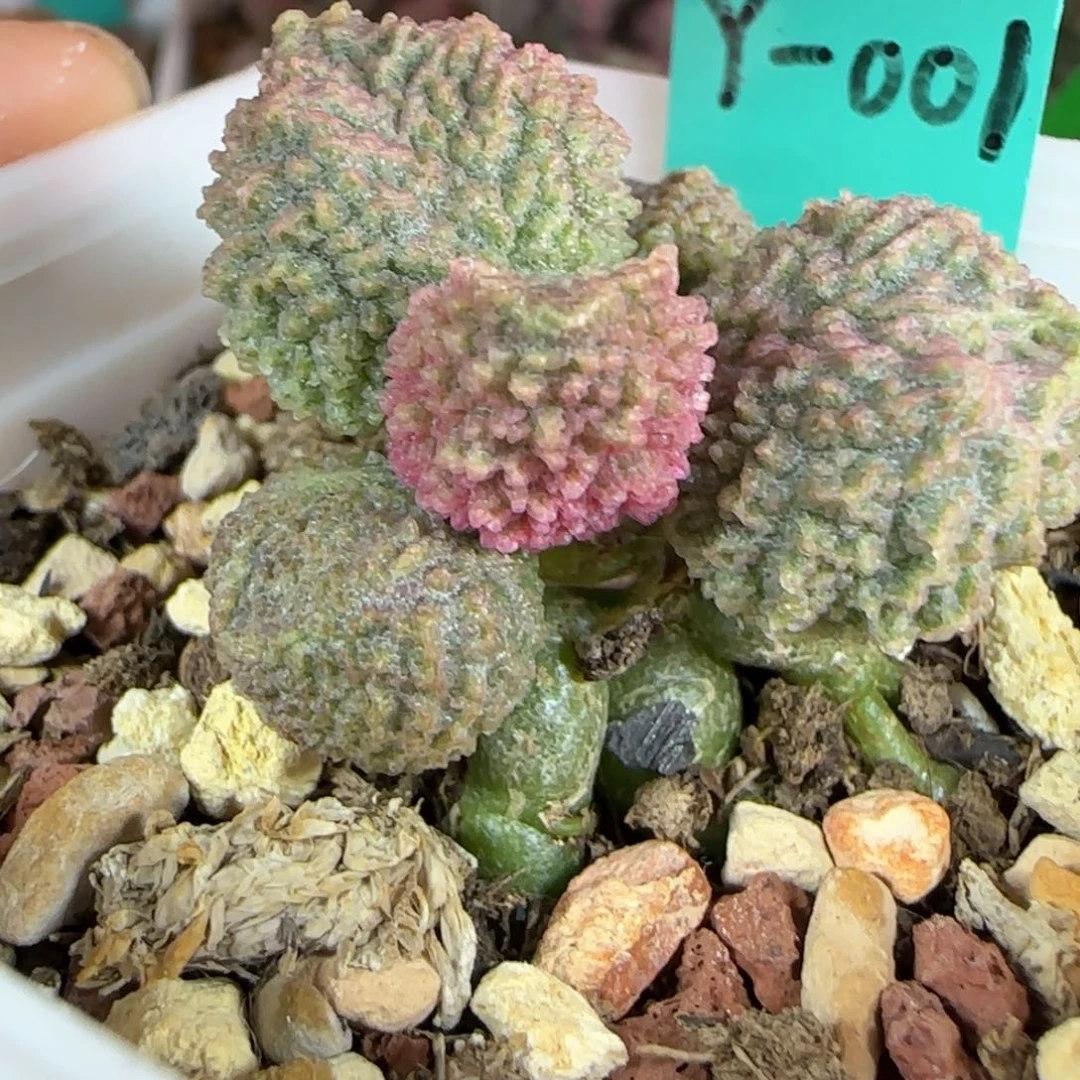 无花朵编号001母本