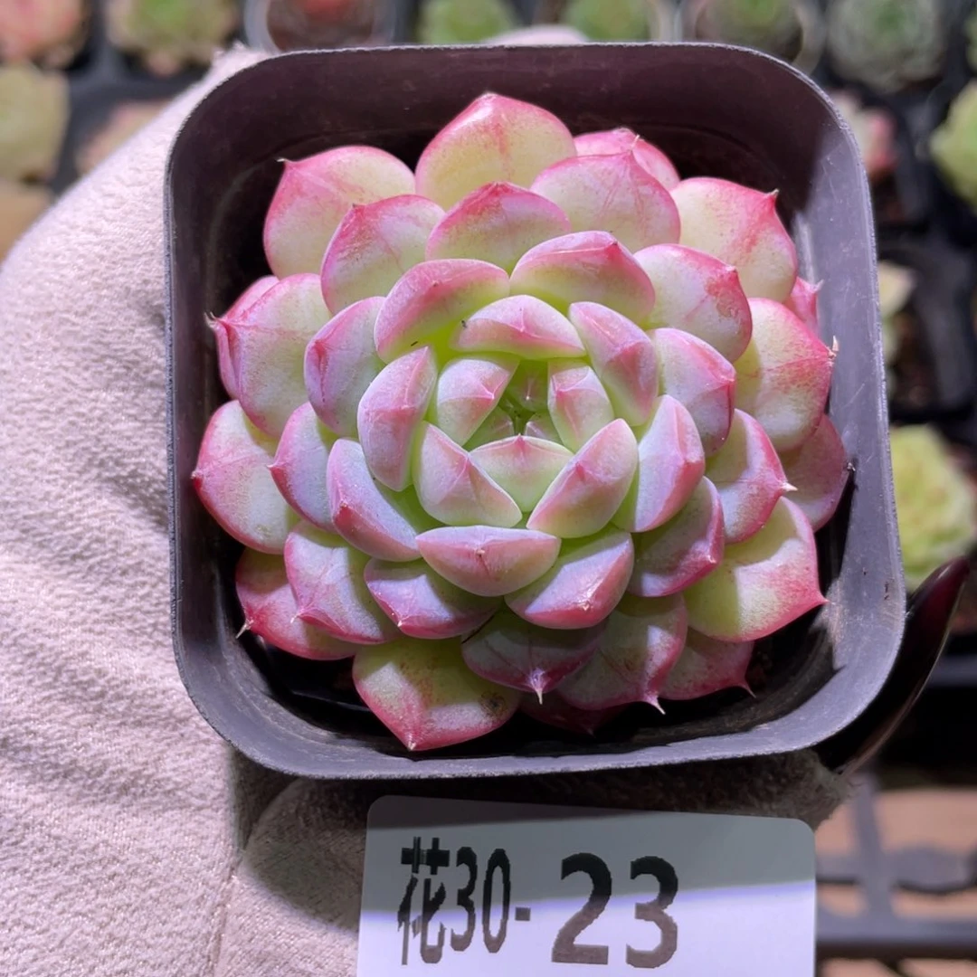 花利美30-23白桃汽水