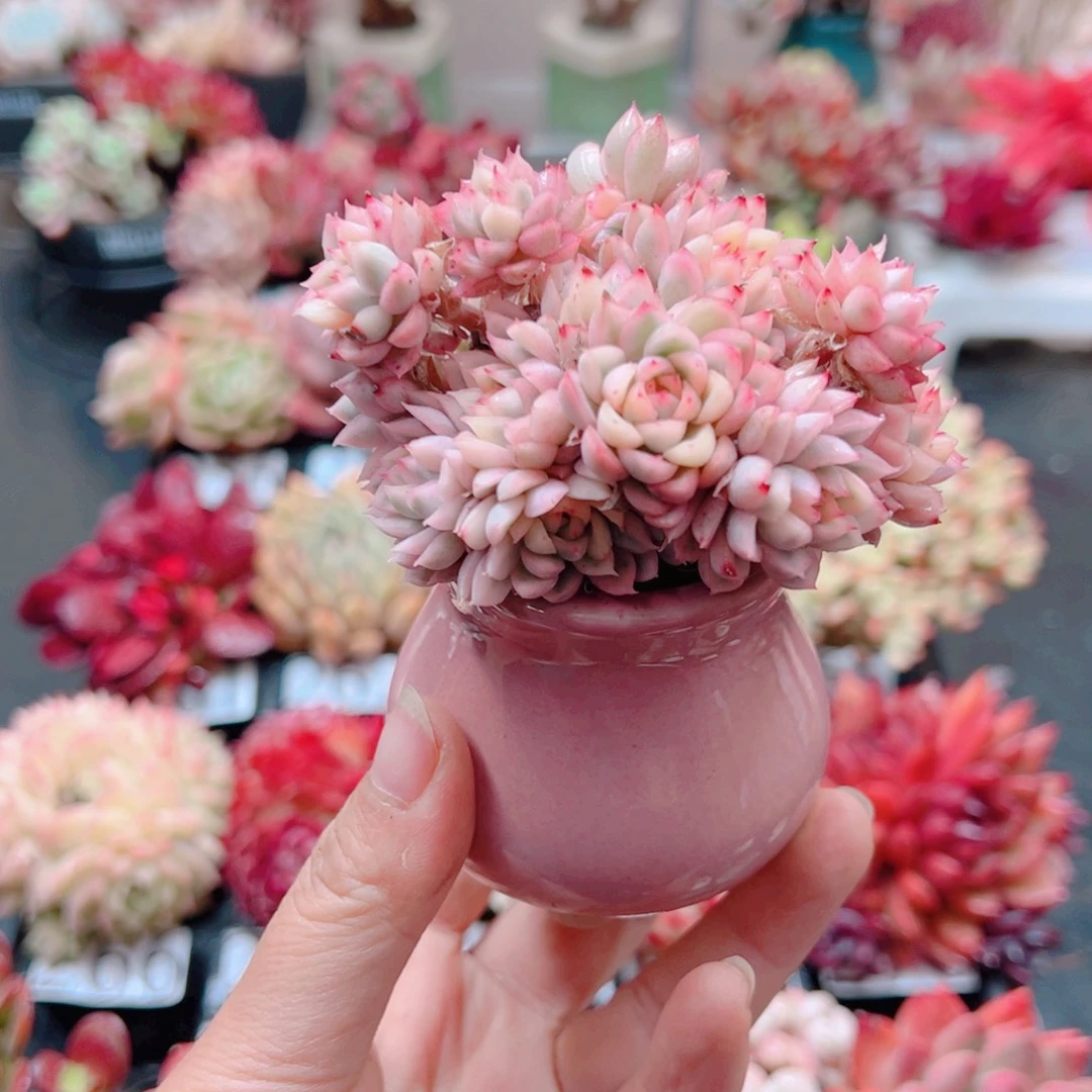 姸***姸无土栽培多肉植物