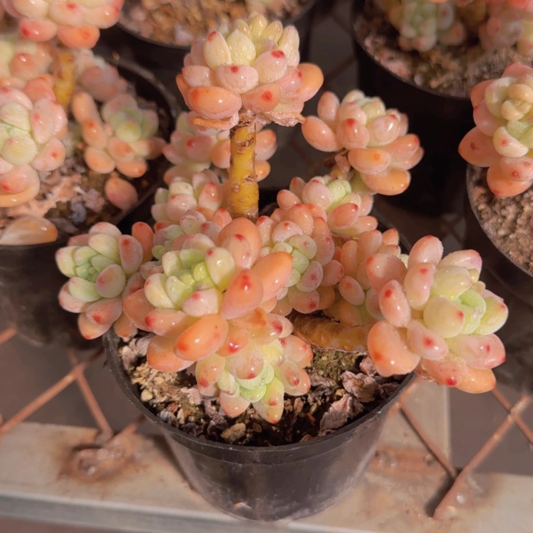 【闪购商品】樱花罗琦